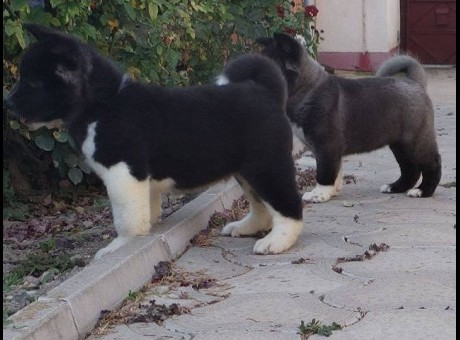 americka akita 01.jpg